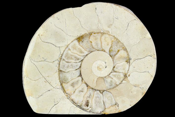 Polished Ammonite (Hildoceras) Fossil - England #103996